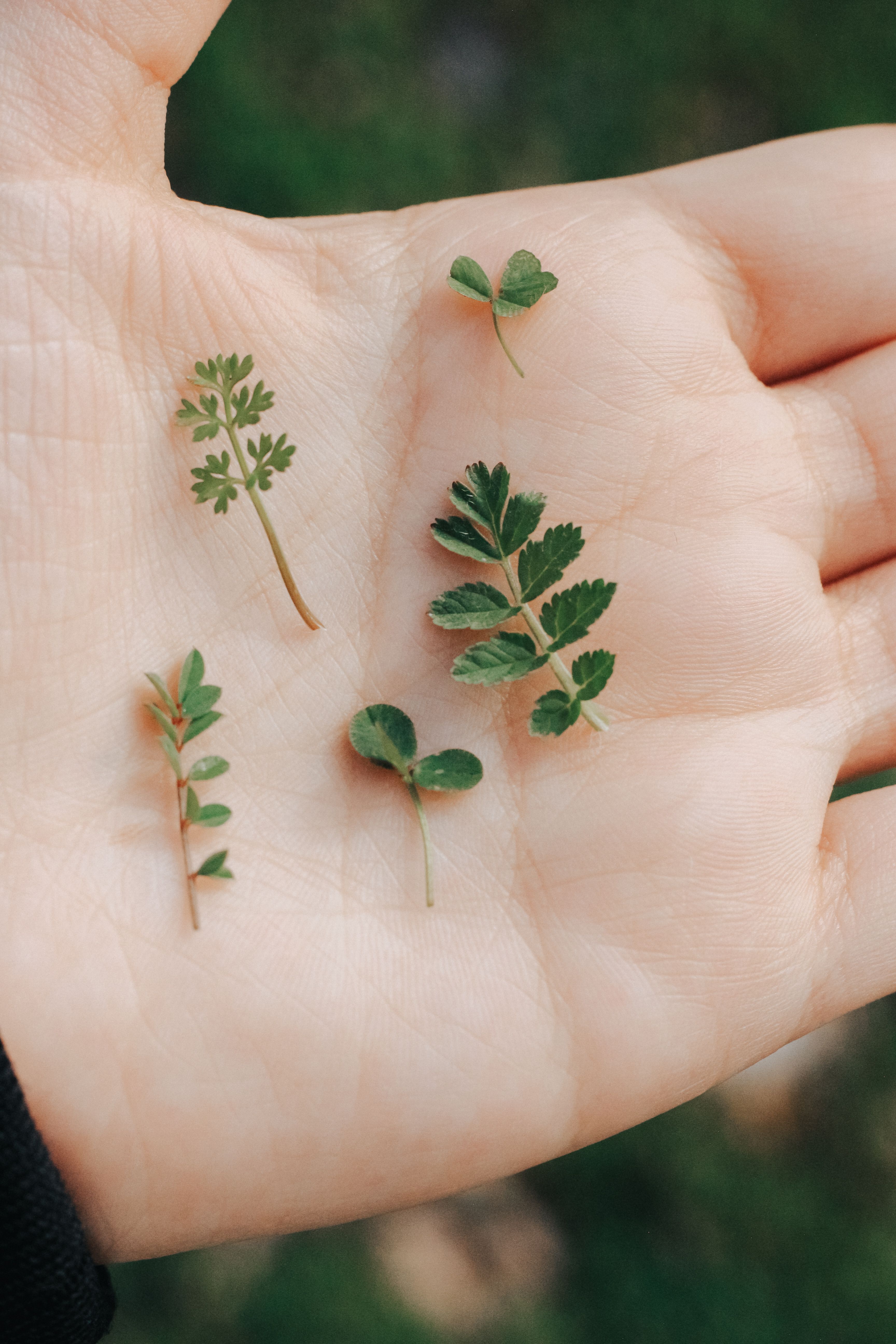 Hand protecting growing tree seedling