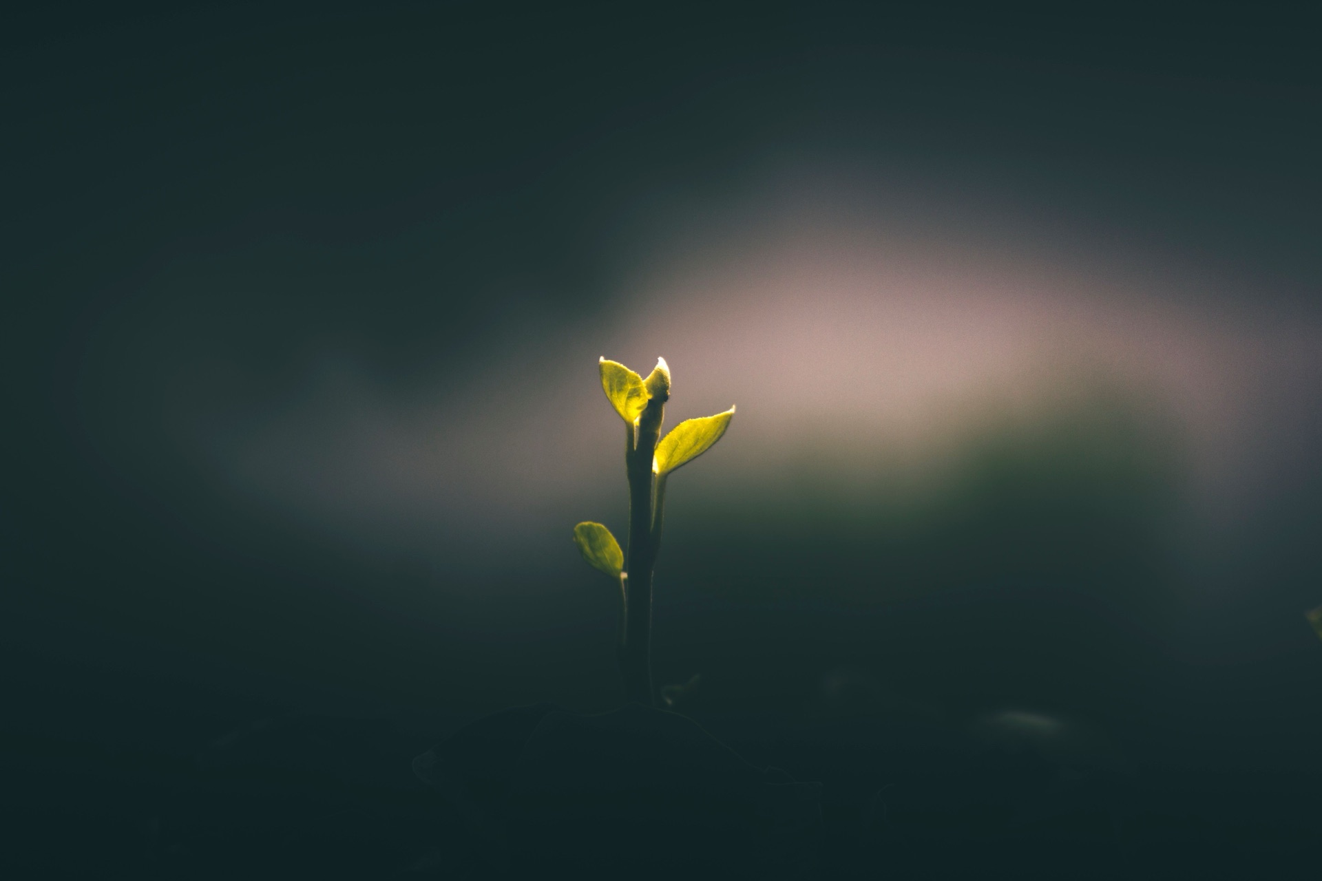 Environmental sustainability and nature elements